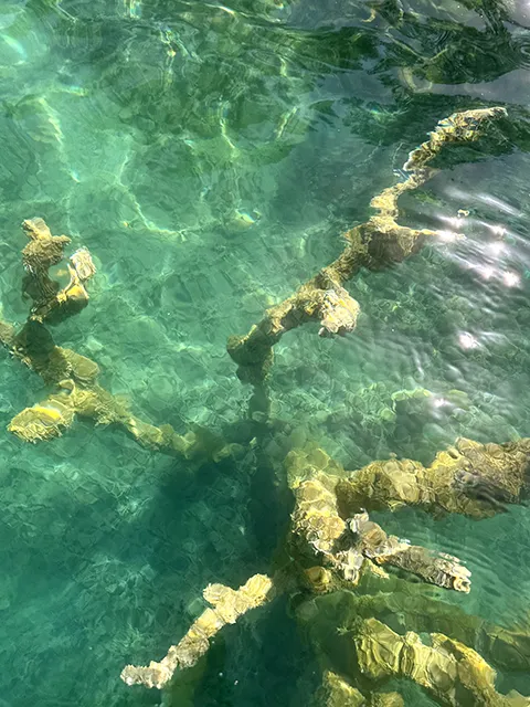 Trees under water at Esparron Lake 