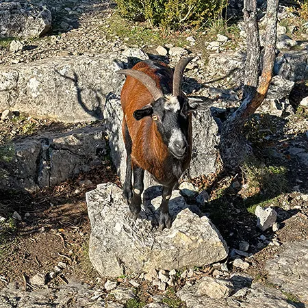Wild goat - Quinson hike