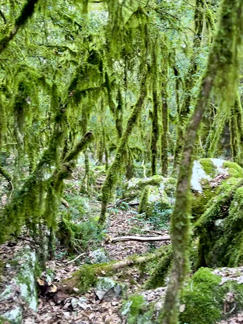 The enchanting undergrowth of the Quinson hike