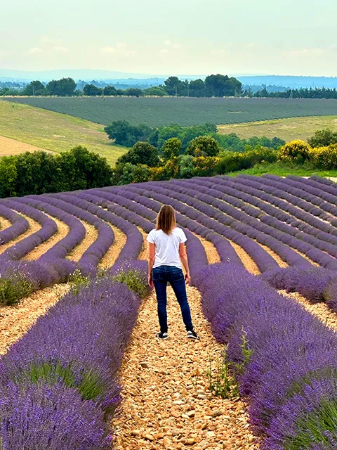Lavender fields on the Valensole plateau