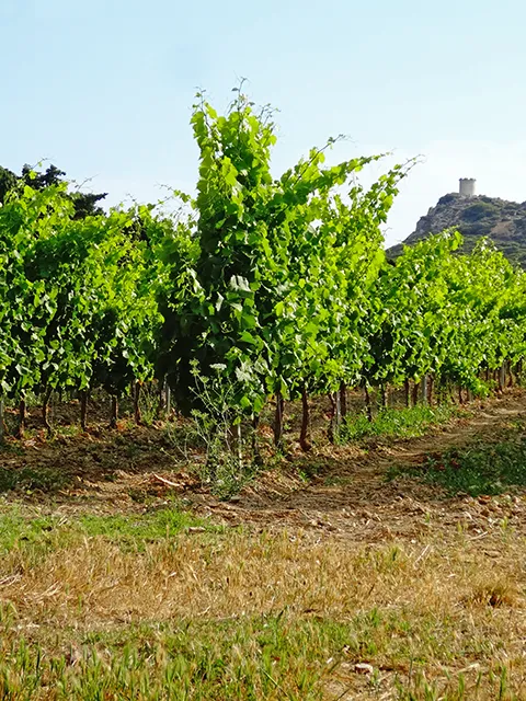 The vineyard fields on the Embiez island
