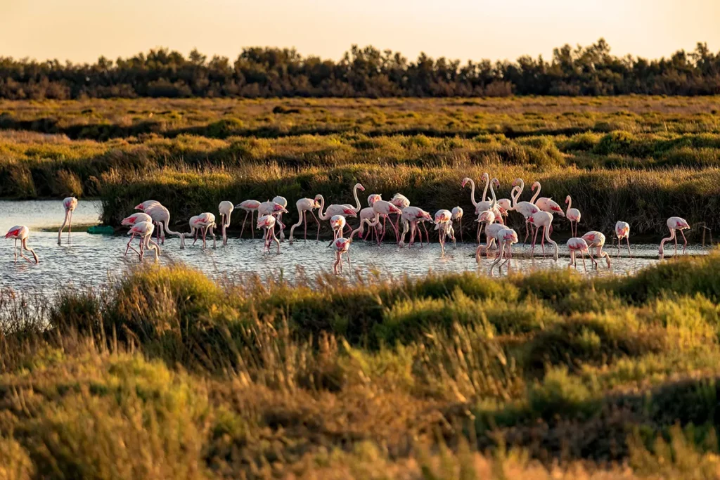 The Camargue is on the way to your road trip itinerary in the south of France for 15 days