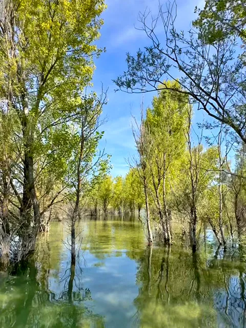 Submerged forest on Costebelle Island