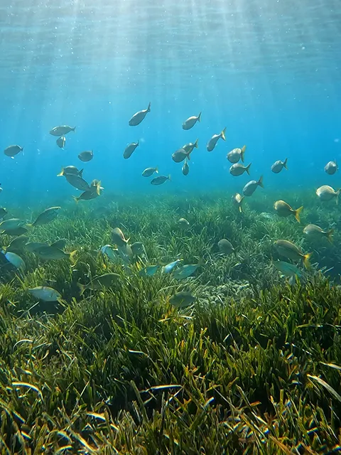 Snorkeling in Sormiou