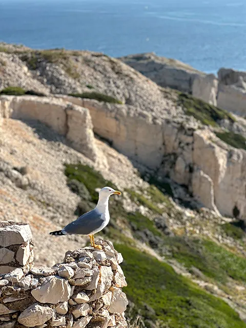 The Gabians, masters of the Frioul Islands