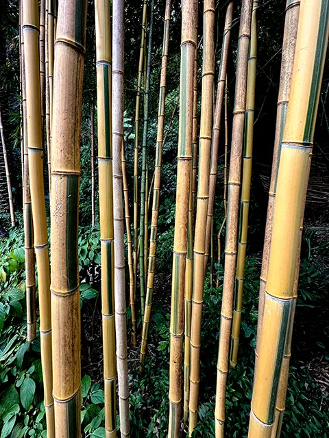The bamboos of the Val Rahmeh botanical garden