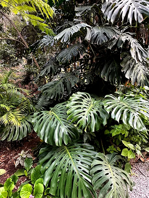 Visit Menton and its Val Rahmeh botanical garden