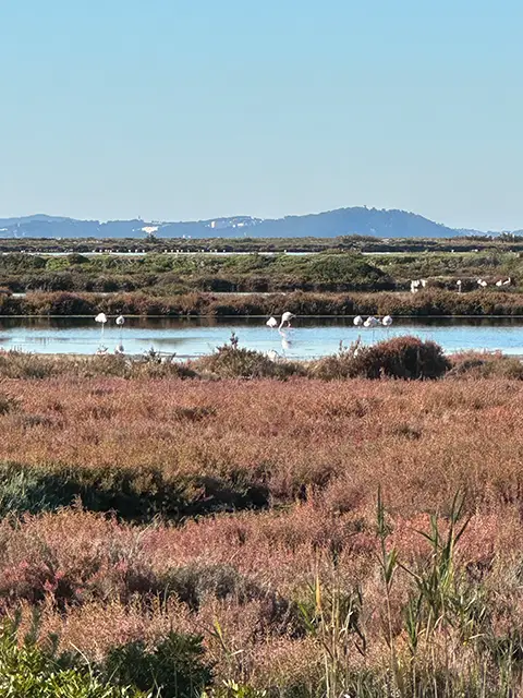 Visit the salt marshes, an activity to do on the Giens peninsula