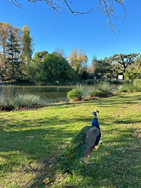 The Olbia garden in Hyères, a visit to do if you are on holiday in Giens