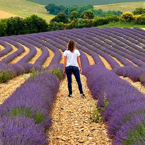 Admiring lavender fields, a must-do activity during your holidays in the south !