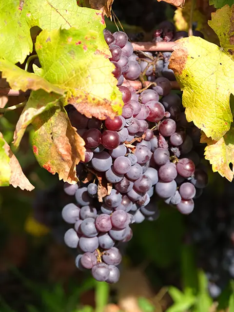 What to do in Var for 7 days ? Visit the Côtes de Provence vineyards