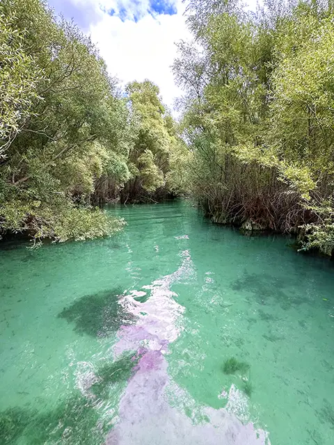 The submerged forests of Sainte-Croix lake